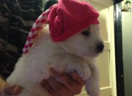 Cistokrvni Kucenca Sibirski Samojed