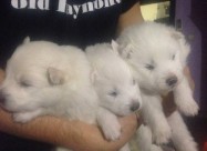 Cistokrvni Kucenca Sibirski Samojed