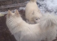 Cistokrvni Kucenca Sibirski Samojed