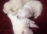 Cistokrvni Kucenca Sibirski Samojed