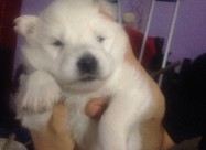 Cistokrvni Kucenca Sibirski Samojed