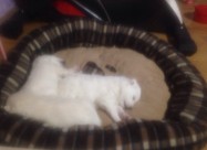 Cistokrvni Kucenca Sibirski Samojed