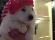 Cistokrvni Kucenca Sibirski Samojed