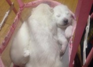 Cistokrvni Kucenca Sibirski Samojed