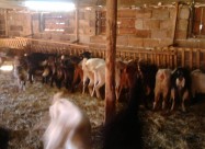 Продавам млади скозни кози,кози со јариња и прч 