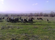 Продавам млади скозни кози,кози со јариња и прч 