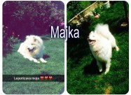 Kucinja Od Rasata Sibirski Samojed