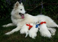 Kucinja Od Rasata Sibirski Samojed