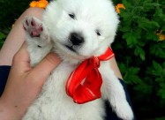 Kucinja Od Rasata Sibirski Samojed