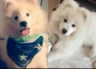 Kucinja Od Rasata Sibirski Samojed