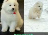 Kucinja Od Rasata Sibirski Samojed