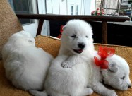 Kucinja Od Rasata Sibirski Samojed