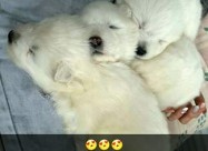 Kucinja Od Rasata Sibirski Samojed