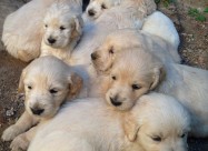 Zlaten Retriver Golden Retriever