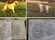 Zlaten Retriver Golden Retriever