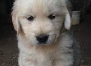 Zlaten Retriver Golden Retriever