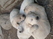 Zlaten Retriver Golden Retriever