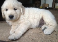 Zlaten Retriver Golden Retriever