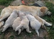 Zlaten Retriver Golden Retriever
