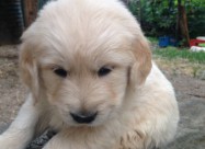 Zlaten Retriver Golden Retriever