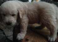 Zlaten Retriver Golden Retriever