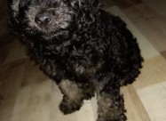 Se Prodava Francuska Pudla