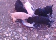 Prodavam Kutrenca Labradorcinja