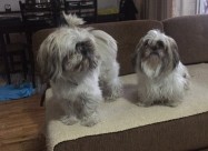 Shitzu