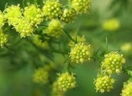 Lekoviti Bilki I Preparati - Natural Pharmacy Dabe