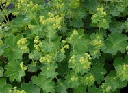 Lekoviti Bilki I Preparati - Natural Pharmacy Dabe