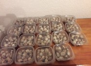 Farma Ilievi Jajca I Pilinja Od Japonski Prepelici