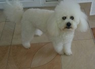 Francuska Pudla