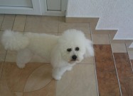 Francuska Pudla
