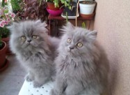  Почетна Слободно време и хоби, Животни Животни Ма