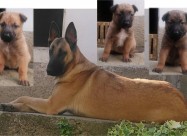 кученца од расата Belgian Malinois