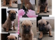 кученца од расата Belgian Malinois