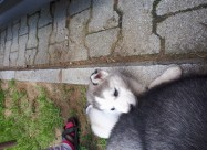 Haski