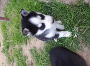 Haski