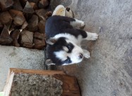 Haski