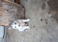 Haski