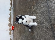 Haski