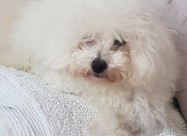 Pudlica