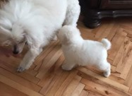 Pudlica