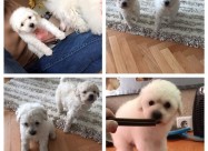 Pudlica