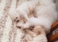 Pudlica