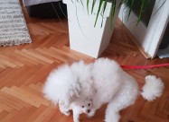 Pudlica