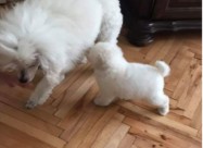Pudlica