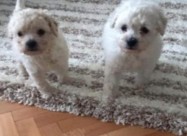 Pudlica