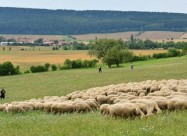 Се продава стадо овци