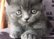 British Shorthair Blue 